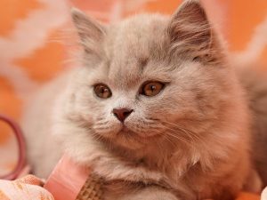 chat et allergies : comment l'hypnose peut aider