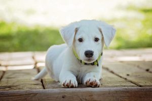 chien, peur, deuil et hypnose