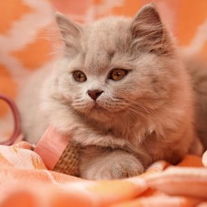 chat allergie hypnose Essonne